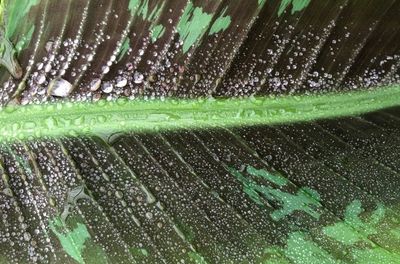 Bananier 'Dwarf Cavendish'