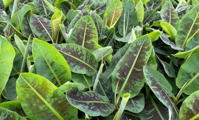 Bananier 'Dwarf Cavendish'