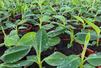 Bananier 'Dwarf Cavendish'