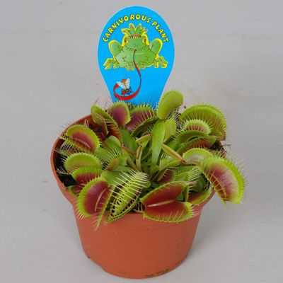 Dionaea muscipula p12 h10