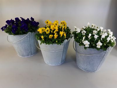 Pensées en pot zinc p29 h30