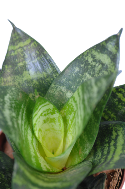Vrouwentongen 'Sanseviera trifasciata "Laurentii"