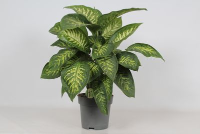 Dieffenbachia seguine 'Reeva'