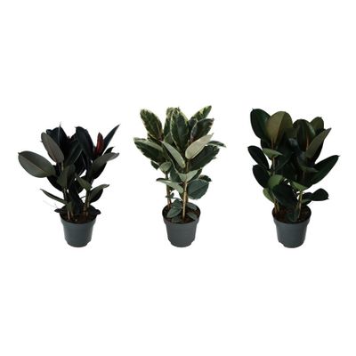 Ficus elastica (Rubber Plant)