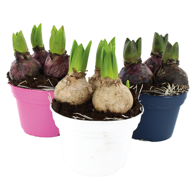 Hyacinthus orientalis