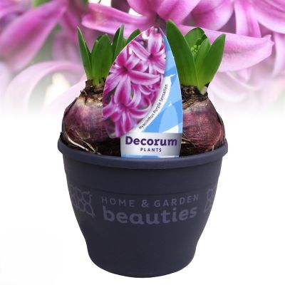 Hyacinthus orientalis purple 