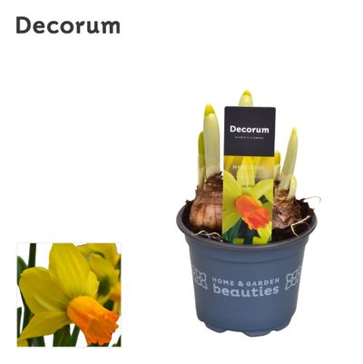 Narcis jetfire