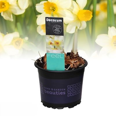 Narcis 'spring sunshine'