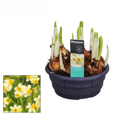 Narcis spring sunshine