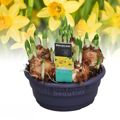 Narcis tete-a-tete