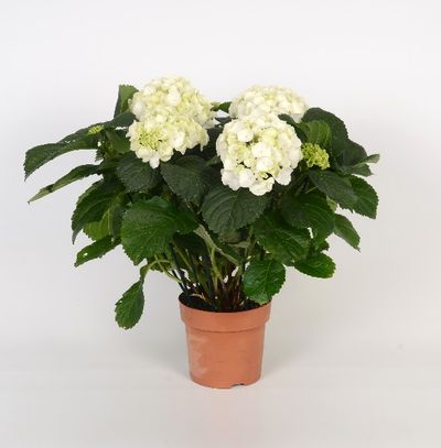 Hortensia d'intérieur