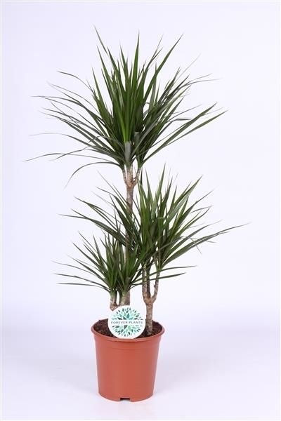 Dracaena Marginata (Dragonnier)