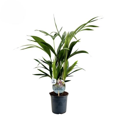 Howea Forsteriana (Kentiapalm)