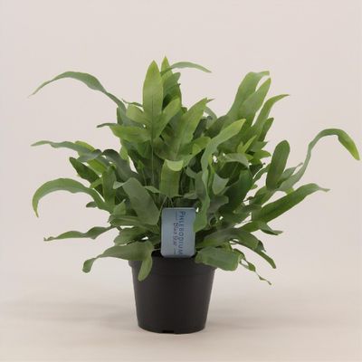 Klavertjesplant paars p12