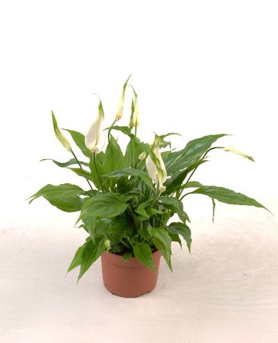 Spathiphyllum 'Rondo'