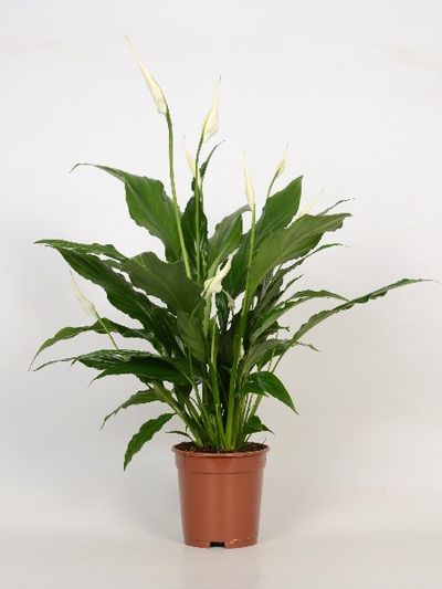 Spathiphyllum 'Sweet Chico'