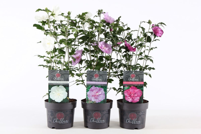 Althéa (hibiscus) p19 h60