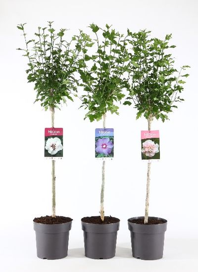 Althéa (hibiscus) sur tige p21 h115