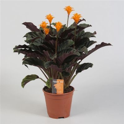 Calathea 'Tassmania' (Pijplant)