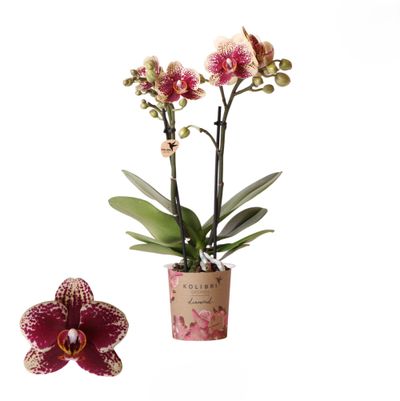 Phalaenopsis 2 tak spain rood/geel
