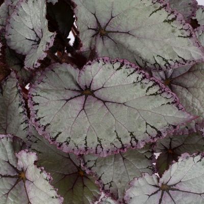 Begonia Hawaiian Silver
