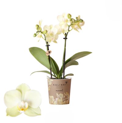 Phalaenopsis 2 tak mexico geel