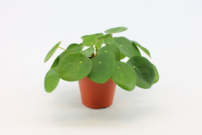 Pilea peperomioides (Pannenkoekplant)