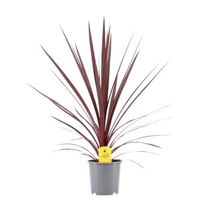 Rode koolpalm