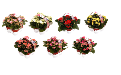 Kalanchoë Gardenlina 4-pack