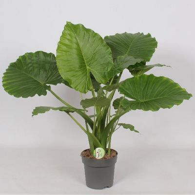 Alocasia gageana california (Alocasia, oreille d’éléphant)