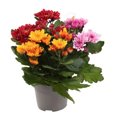 Chrysanthème