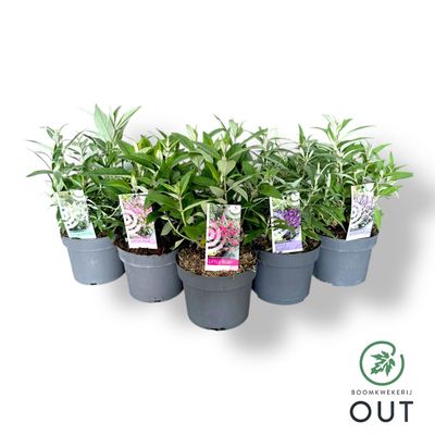 Buddleja davidii Butterfly Candy® (Vlinderstruik)