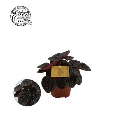 Peperomia 'Chocolat'