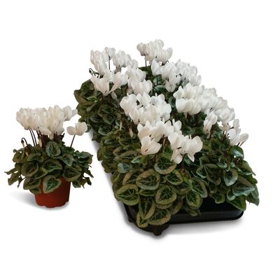 Cyclamen silverado