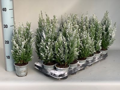 Chamaecyparis lawsoniana Ellwoodii