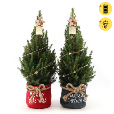 Picea glauca Duo Star ( Kerstboom )