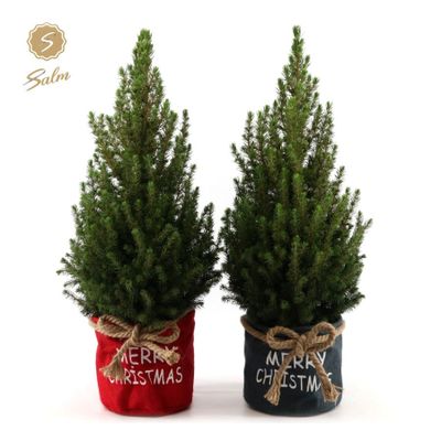 Picea glauca x-mas duo