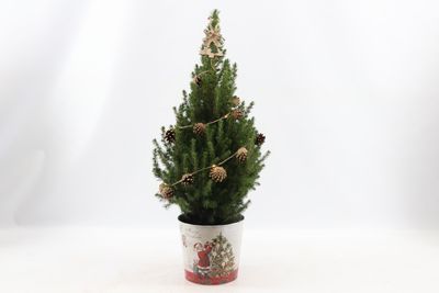 Picea glauca Sanders Pine ( Kerstboom )