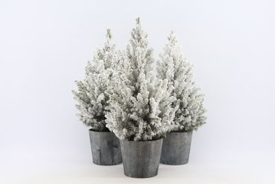 Picea glauca Wood Snow