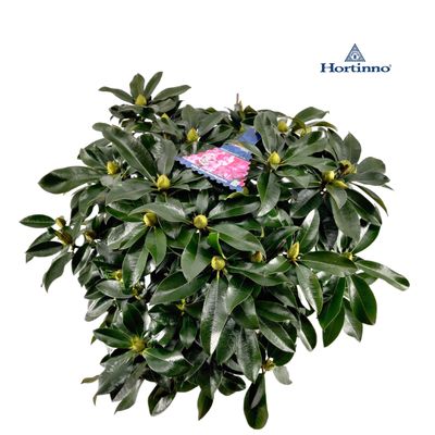 Rhododendron 70-80 XXL