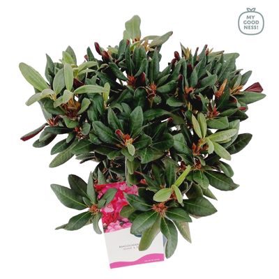 Weigela florida Wine & Roses ( Alexandra )