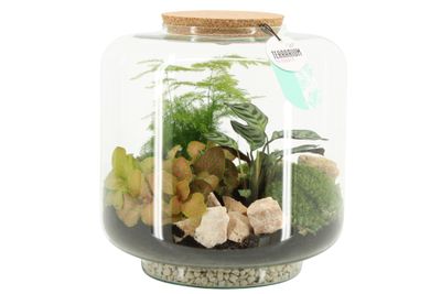 Terrarium met kurk
