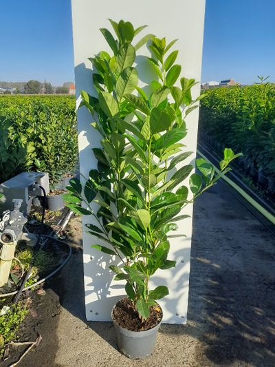 Prunus laurocerasus Rotundifolia ( Laurierkers )