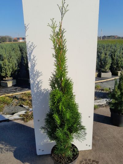 Thuja occidentalis Smaragd ( Levensboom )