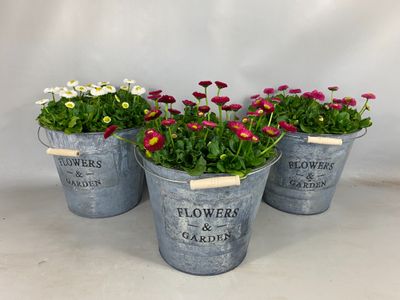  Bellis in zinken emmer