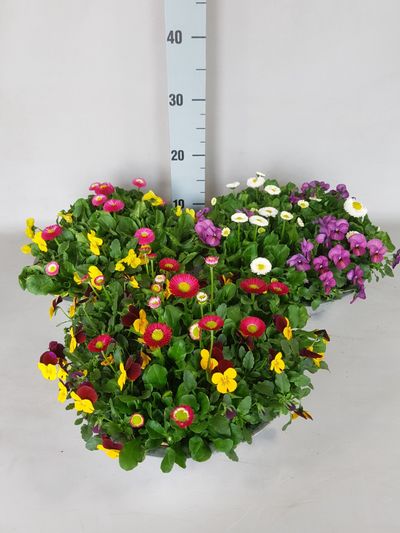 Viola cornuta bellis 