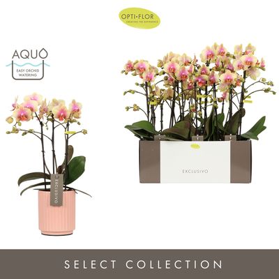 Orchidee Phalaenopsis molise roze 3 takken