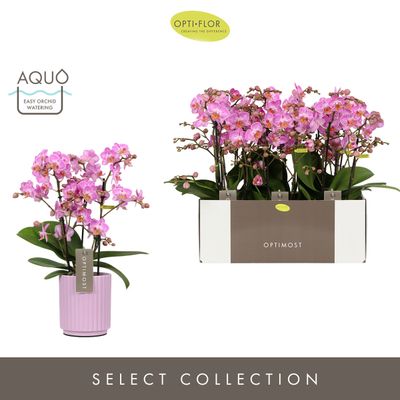 Orchidee Phalaenopsis molise lilac 3 takken
