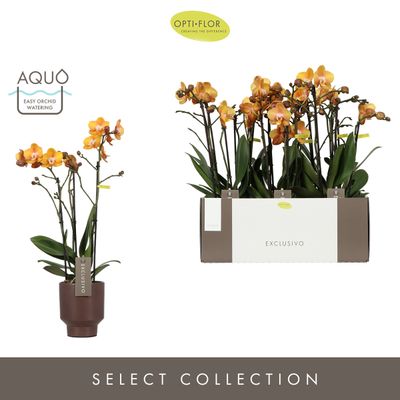 Orchidee Phalaenopsis emilia bruin 3 takken