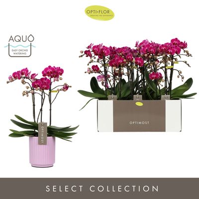 Orchidee Phalaenopsis molise lilac 3 takken